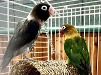 [사진] 앵무새가 노래를? 인기만점 친구들