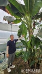 강원도 양양서 열대작물 바나나가 자라고 있다