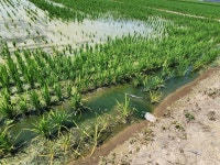 청양 미호종개 서식지 인근에 녹조 창궐... 원인 파악은 아직