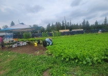 캐나다에서 담근 열무김치, 한여름 밥상이 든든해졌습니다