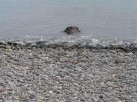 완도의 숨은 진주, 정도리 구계등 몽돌해변