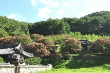 [사진] 경남 함안 배롱꽃 명소, 무산사와 고려동유적지