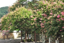 [사진] 경남 함안 배롱꽃 명소, 무산사와 고려동유적지