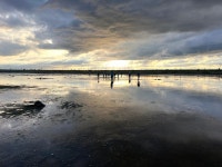 수라갯벌을 위해 큰뒷부리도요와 함께 떠나는 길