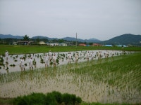 충주 탄금공원에서 선보인 마수리 농요 공연