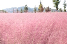 [사진] 코스모스부터 핑크뮬리까지... 의령 가을꽃 축제 한창