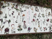 우리나라 최초 들꽃 도감, 아하 소리 절로 나오네