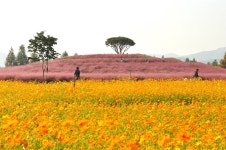 [사진] 드넓은 코스모스 바다, 바로 여기입니다
