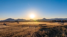 황금빛 갈대의 향연…순천만 갈대축제 내달 1일 개막
