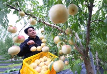 [함양] 겨울복숭아도 있네 ... 설도 첫 수확