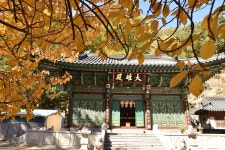 노란 것도 단풍... 강릉 소금강 기대 이상입니다