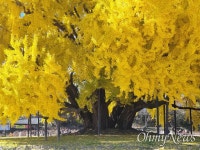 깊은 가을에 1000년 안팎 두 은행나무의 너무 다른 분위기