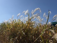 늦가을 남도여행, 1년을 기다린 맛을 만나다