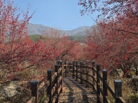 초겨울의 붉은 보석, 구례 산동면 반곡마을 산수유 열매길을 걷다