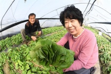 [거창] 봄내음 솔솔 ... 입춘 앞 곰취 출하