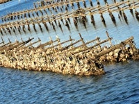 아름다운 것을 본 죄, 알게 되면 지키고 싶어진다