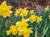 화엄사 홍매화 보러 간다면, 이 오솔길도 올라보세요