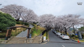 진주 연암도서관에 찾아온 벚꽃, 사진으로 담아낸 찰나의 봄