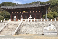 엄청난 규모의  동백숲, 원없이 보았네 동백꽃