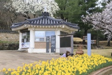 사랑 가득한 추사고택, 수선화와 벚꽃이 한 자리에