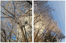 원미산 분홍빛 진달래 물결, 봄 풍경 완성한 사람들