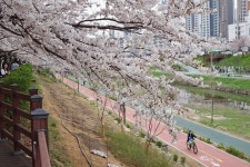 부처님 후광처럼 빛나는 벚꽃길