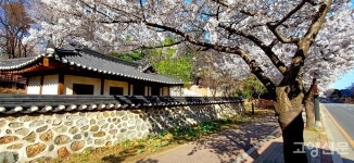 이번 주말 놓치면 끝... 다 진 줄 알았던 벚꽃, 여긴 이제 절정