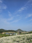 장산도에서 1박, 섬 한복판에서 만난 하얀 정원