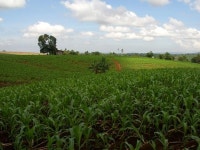 (주)신명알앤디, 해외농장 개발 및 바이오 산업 진행