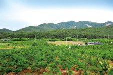 [‘나무 재테크’쑥쑥 큰다] 성공 사례 신용남 솔향기 대표