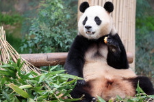 푸바오 신드롬도 사주에 나온다? 사주와 MBTI의 색다른 만남