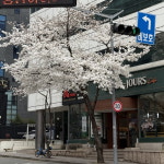 개화리프트바강남 | “벌써 피면 안 되는데”…벚꽃 없는 축제 열리나