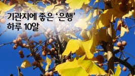 건강은행송이건강원 | [오늘의건강] 기관지에 좋은 은행, 적정 섭취량은?