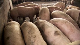 사육 면적 넓히면 돼지 축사 악취 끝