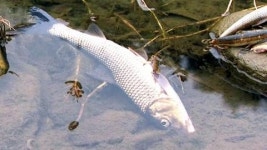 대전 도심속 하천에서 물고기 폐사