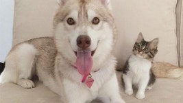 개와 고양이 중에 누가 더 인간을 사랑할까?