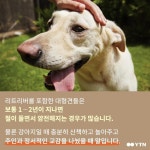 [한컷뉴스] 그 착한 천사견이 버려지는 까닭은?