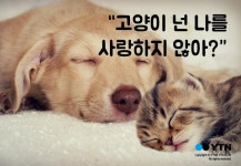 [한컷뉴스] 개와 고양이 누가 더 나를 사랑할까?