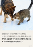 [한컷뉴스] 개와 고양이 누가 더 나를 사랑할까?