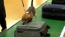 전설적인 명견의 능력 그대로...복제 특수목적견