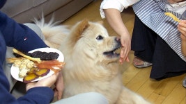 쿡방 열풍 반려동물 먹거리도 바꿨다