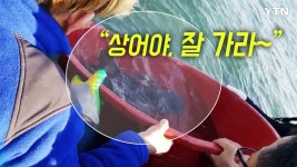 [영상] 횟집서 40마리 출산 참상어 가족 바다로 귀환