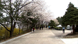 [대전·대덕] KAIST, '왕벚꽃길 나들이 오세요!'