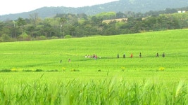 꽃보다 청보리...초록빛 물결 장관