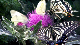 나비 대향연...함평으로 오세요!