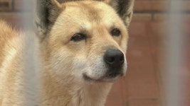 마약에 암 탐지까지...진도개의 화려한 변신