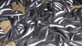 믿고 먹는 민물장어...유통구조 혁신 추진