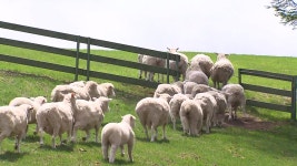 대관령 양 떼 방목 시작...황금연휴 북적