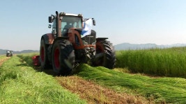새만금 풀 사료 재배 첫 성공...사료 국산화 기대