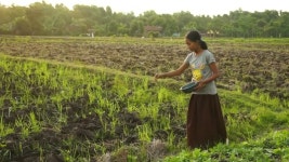 천 원에 중독 무릅쓰고 담배 농사짓는 아이들